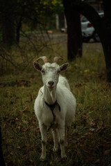A white goat with curved horns stands between two trees, gazing curiously. The background features a blurred car, and the ground is scattered with dried leaves and grass.
