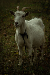 A white goat with curved horns stands between two trees, gazing curiously. The background features a blurred car, and the ground is scattered with dried leaves and grass.