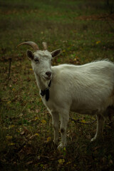 A white goat with curved horns stands between two trees, gazing curiously. The background features a blurred car, and the ground is scattered with dried leaves and grass.