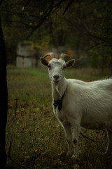 A white goat with curved horns stands between two trees, gazing curiously. The background features a blurred car, and the ground is scattered with dried leaves and grass.