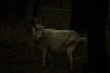 A white goat with curved horns stands between two trees, gazing curiously. The background features a blurred car, and the ground is scattered with dried leaves and grass.