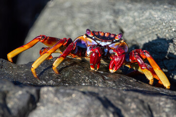 Grapsus adscensionis o cangrejo rojo en las rocas
