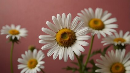 Obraz premium Large autumn chamomile flowers on a pink background.