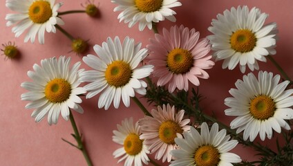Obraz premium Large autumn chamomile flowers on a pink background.