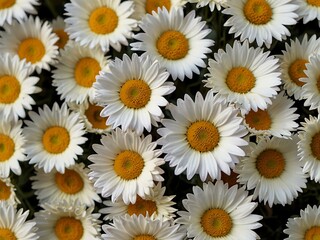 Fototapeta premium Large bouquet of white and yellow daisies.
