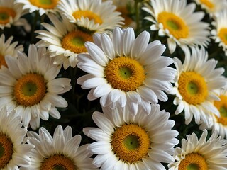 Fototapeta premium Large bouquet of white and yellow daisies.