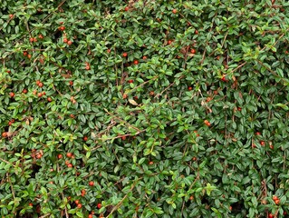 Close-up of red berries and green leaves of Cotoneaster dammeri