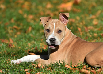 american bully dog puppy in the field