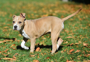 american bully dog puppy in the field