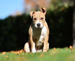 american bully dog puppy in the field