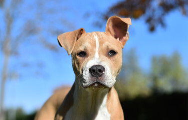 american bully dog puppy in the field