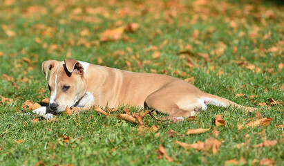 american bully dog puppy in the field