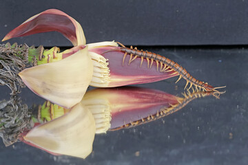 A centipede hunts for small insects in wild banana flowers. This multi-legged animal has the...