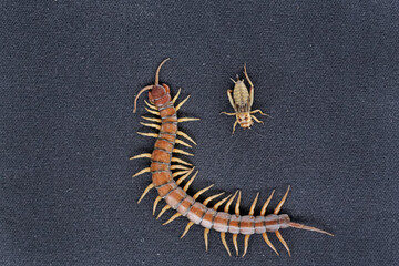 A centipede ready to prey on a cricket. This multi-legged animal has the scientific name Scolopendra morsitans.
