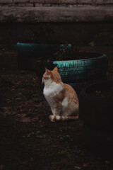 A solitary cat with orange and white fur sits near a rustic garden, surrounded by dark soil and worn-out tires. The atmosphere feels calm and slightly mysterious, filled with natural textures.