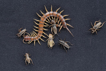 A centipede ready to prey on a cricket. This multi-legged animal has the scientific name...