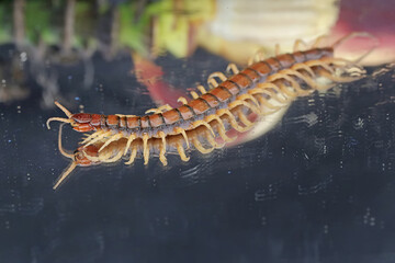 A centipede hunts for small insects in wild banana flowers. This multi-legged animal has the scientific name Scolopendra morsitans.