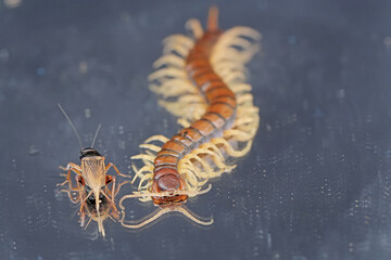A centipede ready to prey on a cricket. This multi-legged animal has the scientific name Scolopendra morsitans.
