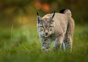 Eurasian lynx ( Lynx lynx ) close up © Piotr Krzeslak