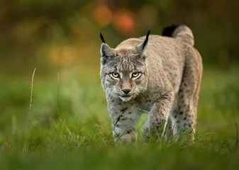 Eurasian lynx ( Lynx lynx ) close up