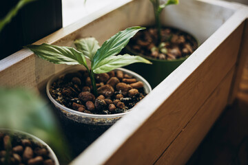 Fragment of houseplant leaves on windowsill, houseplant near window.