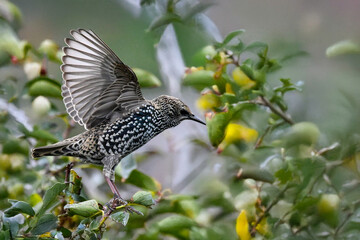 Uno storno comune (Sturnus vulgaris) apre le ali mentre si prepara a volare via dal ramo su cui è appollaiato.