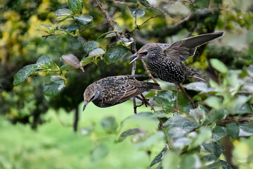 Due storni comuni (Sturnus vulgaris) si muovono rapidamente tra i rami di un albero di cachi.