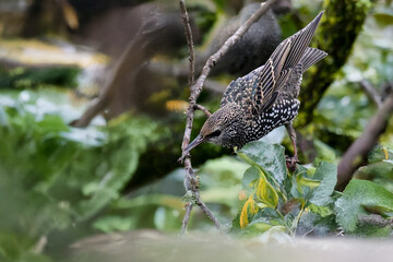 Uno storno comune (Sturnus vulgaris) si muove rapidamente tra i rami di un albero di cachi.