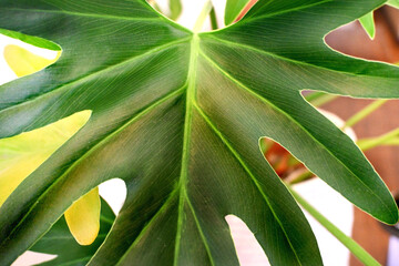 HOLA DE ARALIA VERDE VENAS ACERCAMIENTO © Andrea