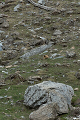 Pirineo de Huesca