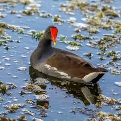 In this vivid photograph, a common moorhen wades gracefully through the wetlands of Florida, its striking red and yellow beak standing out against sleek black feathers. 