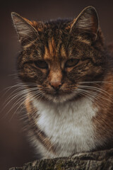 A fluffy tabby cat with striking orange and black fur gazes intensely at the camera, its white chest fur contrasts with its dark surroundings, exuding an aura of confidence and curiosity.