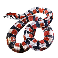 A watercolor painting of a Milk Snake, isolated on a white background. Milk Snake vector.