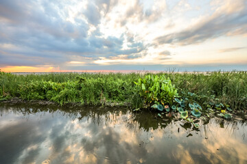 This photograph captures the serene beauty of Lake Apopka's wetlands, where lush green vegetation thrives along the water's edge.