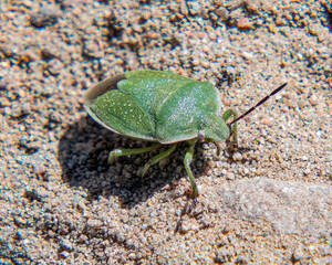Stink Bug on the Colorado Trail, San Juan Range, Colorado