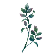 Pistachio sprig with branches and leaves watercolor illustration isolated on white background. Curved twig with pink inclusions for spring compositions and bouquets for March 8. Rustic style wedding.