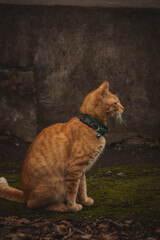 A golden-orange cat with a green collar sits on soft moss, gazing curiously over its shoulder...