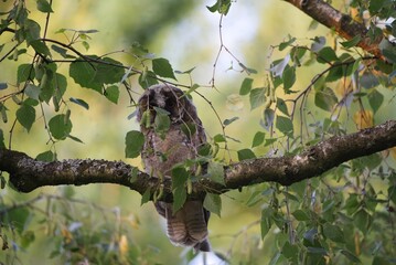 Young eagle owl sitting on a birch tree