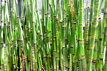 Obraz premium CERCO DE MADERA Y BAMBÚ NATIVO NATURAL VERDE