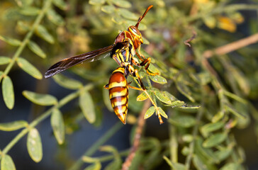 Yellowjacket on a leaf