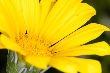yellow flower closeup