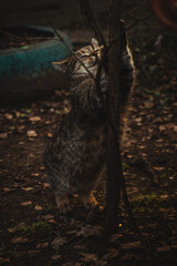 A cat with gray fur stretches upwards, clutching a slender branch in a dimly lit outdoor setting surrounded by fallen leaves and a blurred green structure in the background.