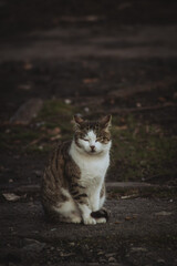 A tabby cat sits in a dimly lit area, its fur patterned with stripes and patches of white. The...