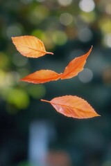 Obraz premium A close-up view of two leaves floating gently through the air, possibly blown by wind or water