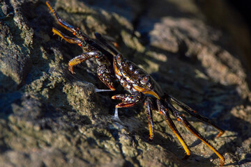 Cangrejo de roca