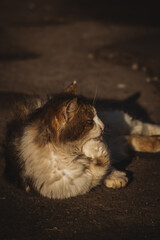 A fluffy cat with a mix of brown and white fur lies relaxed on the ground, bathed in warm sunlight, its eyes half-closed, exuding a calm and content vibe