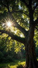 Majestic tree with sunlight filtering through foliage.