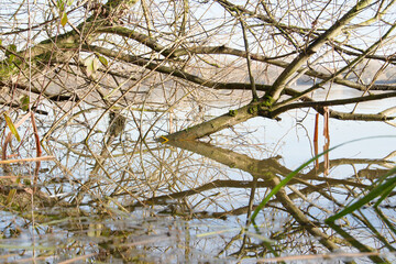 Tree branch in rising flood water
