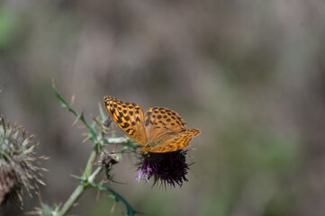 butterfly on flower