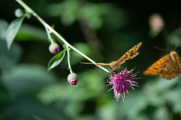 butterfly on a flower